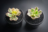 Aeonium arboreum 'Sunburst' (w/pup)