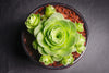 Aeonium aureum aka. Greenovia Aurea (XXS)