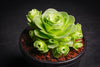 Aeonium aureum aka. Greenovia Aurea (XXS)