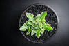 Senecio articulatus ( The Candle Plant )