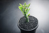 Senecio articulatus ( The Candle Plant )