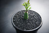 Senecio articulatus ( The Candle Plant )