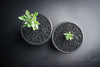 Senecio articulatus ( The Candle Plant )