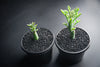 Senecio articulatus ( The Candle Plant )