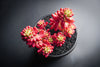 Sedum rubrotinctum 'Aurora'-(PLANT)(Pink Jelly Beans)
