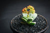 Crassula 'FALLWOOD'