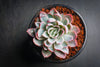Echeveria 'Violet Queen'
