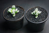 Crassula 'FALLWOOD'
