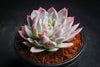 Echeveria 'Violet Queen'