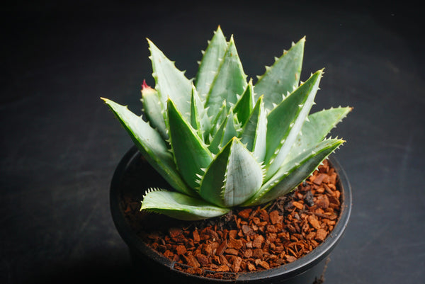 Aloe Polyphylla (Cod. Y0060) In Vaso 14cm - Succulenta Tropicale Rara E Variegata