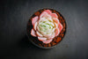 Echeveria 'Elegans' (Mexican Snowball)