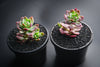 Sinocrassula indica (SH)(E28)