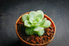 Echeveria 'Elegans' (Mexican Snowball)