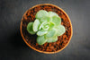 Echeveria 'Elegans' (Mexican Snowball)