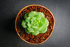 Echeveria 'Kircheriana'
