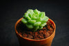 Echeveria 'Kircheriana'