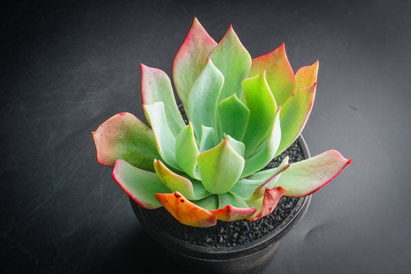 alpine succulents Echeveria 'Alpine Rose' – LET LOVE GROW (Succulent & Cactus)