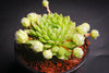 Sempervivum 'Pekinese' (S)