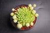 Sempervivum 'Pekinese' (S)