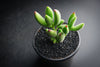 Cotyledon tomentosa subsp. ladismithiensis