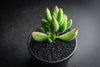Cotyledon tomentosa subsp. ladismithiensis
