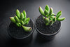 Cotyledon tomentosa subsp. ladismithiensis