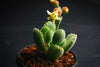 Cotyledon Tomentosa 'Bear's Paw'