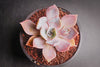 xGraptoveria 'Douglas Huth' (1 x CUTTING)
