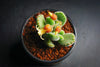Cotyledon Tomentosa 'Bear's Paw'