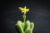 Cotyledon Tomentosa 'Bear's Paw'