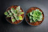 Echeveria longissima x Tacitus bellus