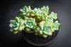 Sedum Clavatum (2 x CUTTING)
