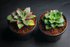 Echeveria longissima x Tacitus bellus