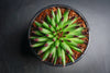 Sempervivum 'Pittoni'
