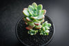 Sedum Clavatum (2 x CUTTING)