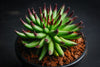 Sempervivum 'Pittoni'
