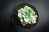 Sedum Clavatum (2 x CUTTING)