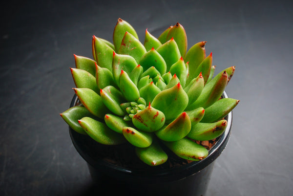 jade point succulents Echeveria agavoides 'Jade Point' – LET LOVE GROW (Succulent & Cactus)