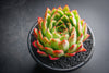 Echeveria 'Yamatoren'