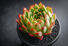 Echeveria 'Yamatoren'