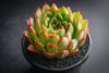 Echeveria 'Yamatoren'