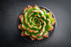 Echeveria 'Yamatoren'