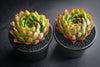 Echeveria 'Yamatoren'