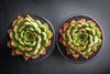 Echeveria 'Yamatoren'