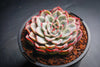 Echeveria 'Hercules'