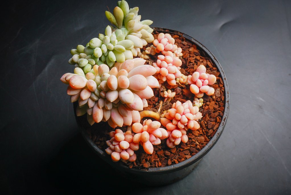 xPachyveria clavifolia f. cristata
