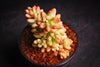 Sedum rubrotinctum 'Aurora'-(PLANT)(Pink Jelly Beans)