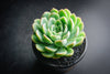 Echeveria 'Schichi-Kuksi' (w/pup)