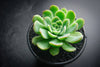 Echeveria 'Schichi-Kuksi' (w/pup)