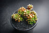 xCremnosedum 'Little Gem' (CLUSTER)